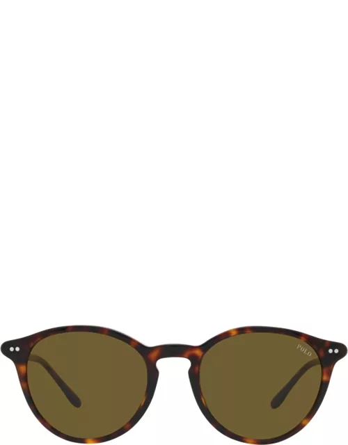 Polo Ralph Lauren Ph4193 Shiny Dark Havana Sunglasse